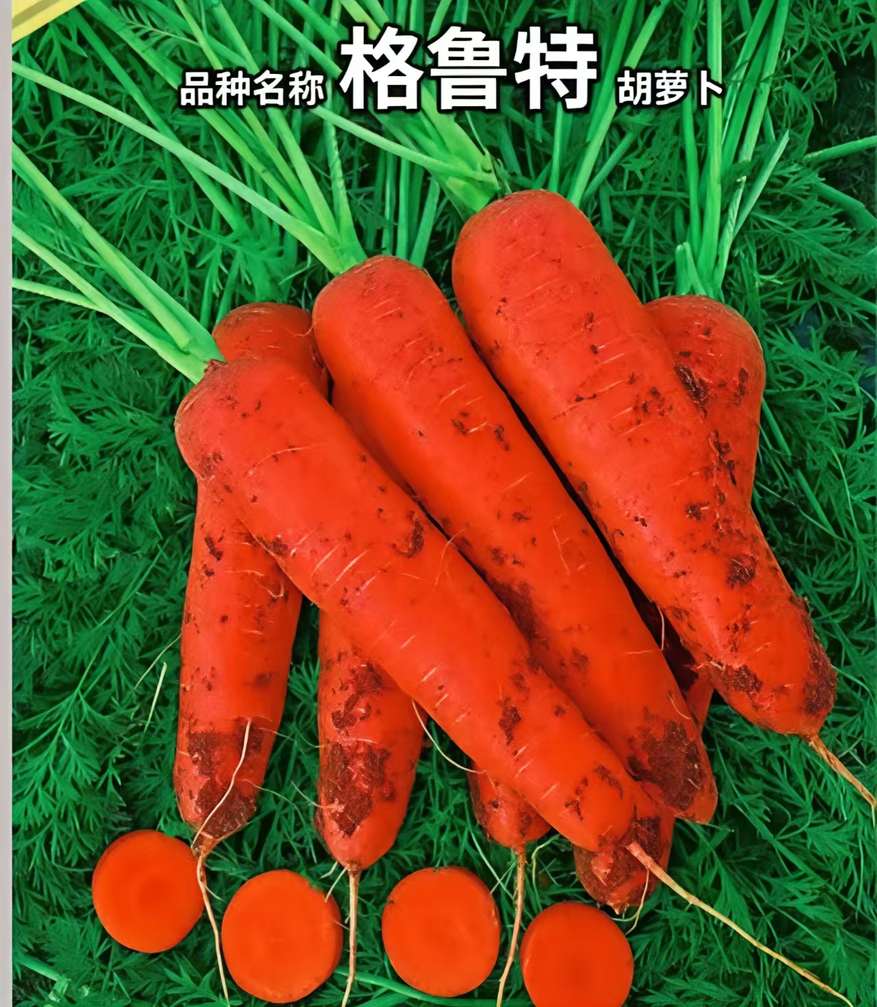 格鲁特