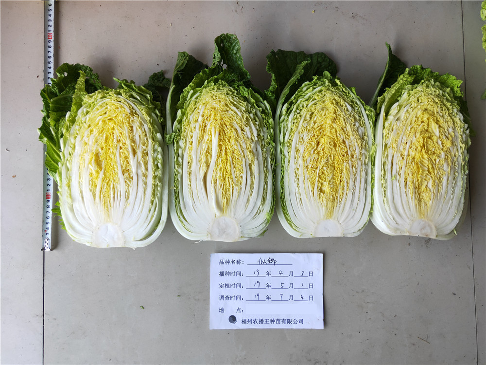 似锦.jpg
